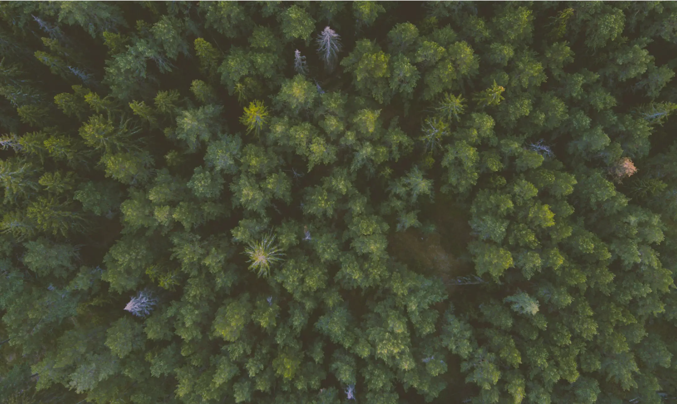 Vue aérienne d’une forêt de conifères